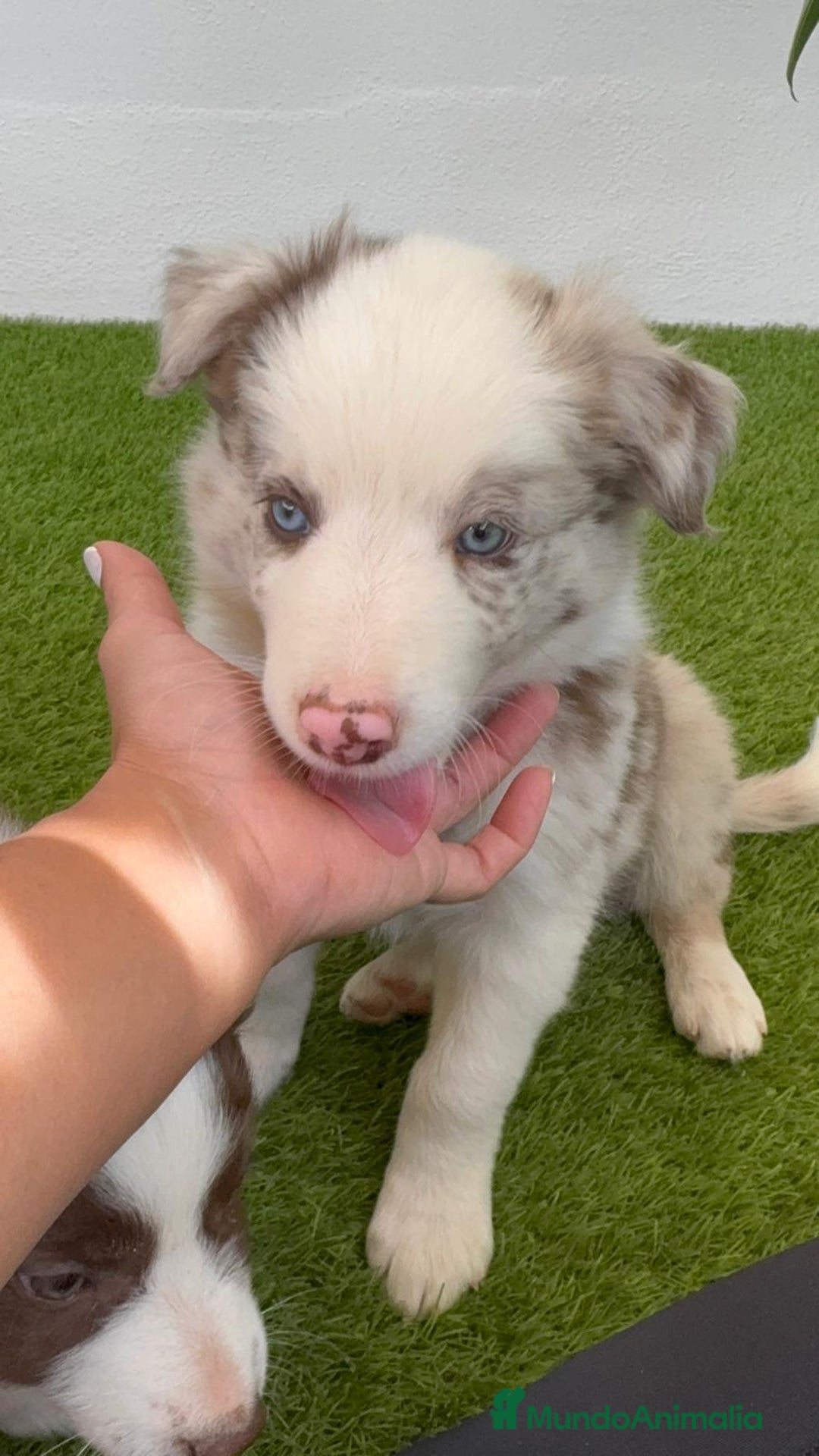 Border Collie perros en venta: BORDER COLLIE MERLE MACHO - Imagen 8