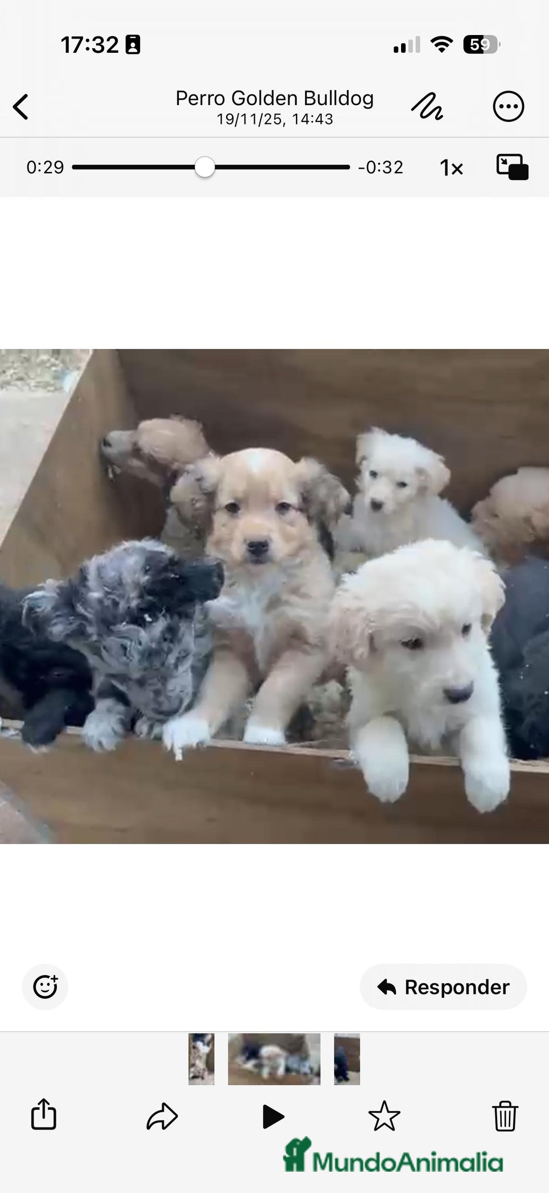 Raza Mixta perros en venta: Golden mixtos con bulldog  - Anuncio 2