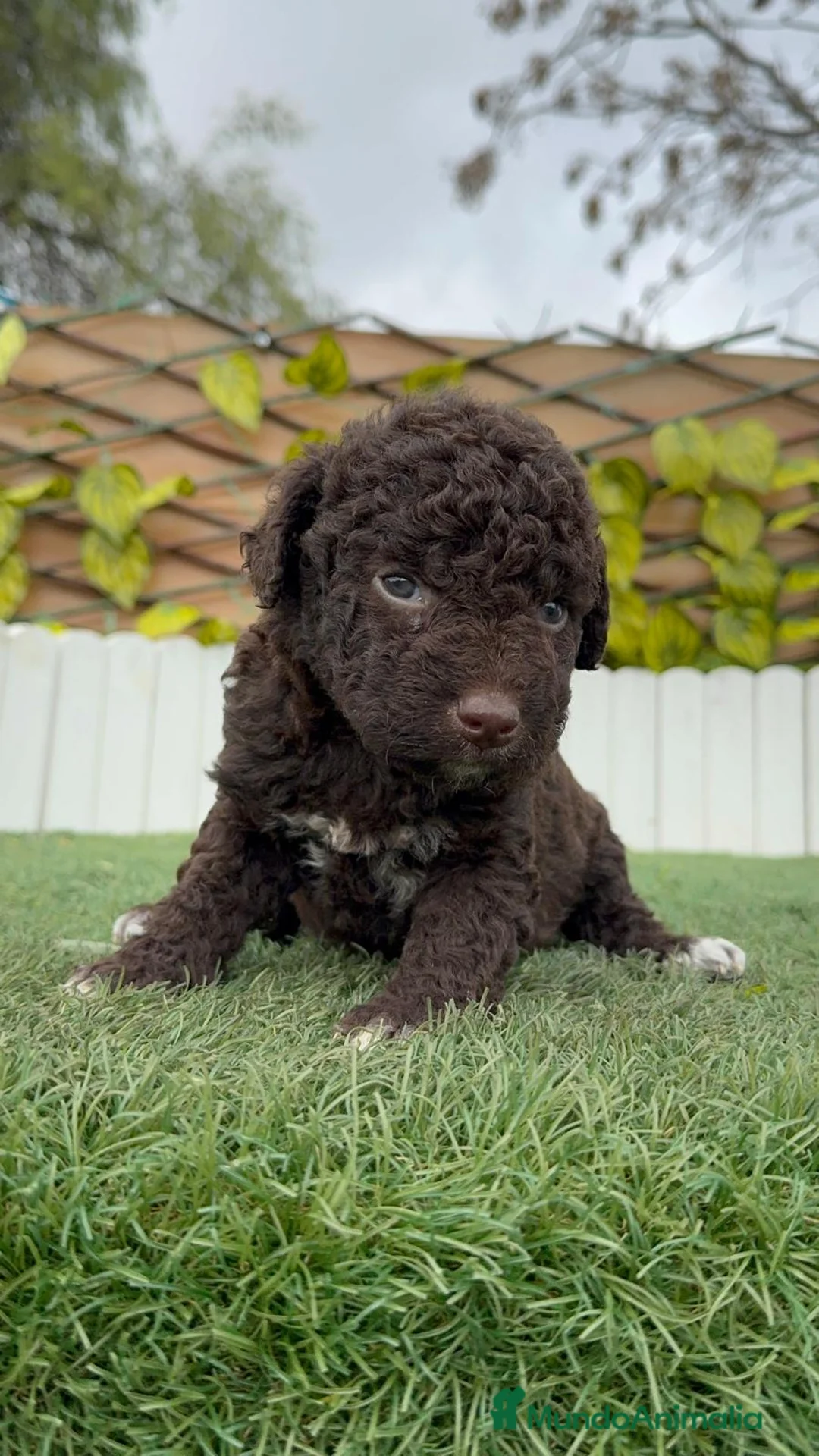 Perro de Agua Español perros en venta: PERRO DE AGUA HEMBRA - Anuncio 6