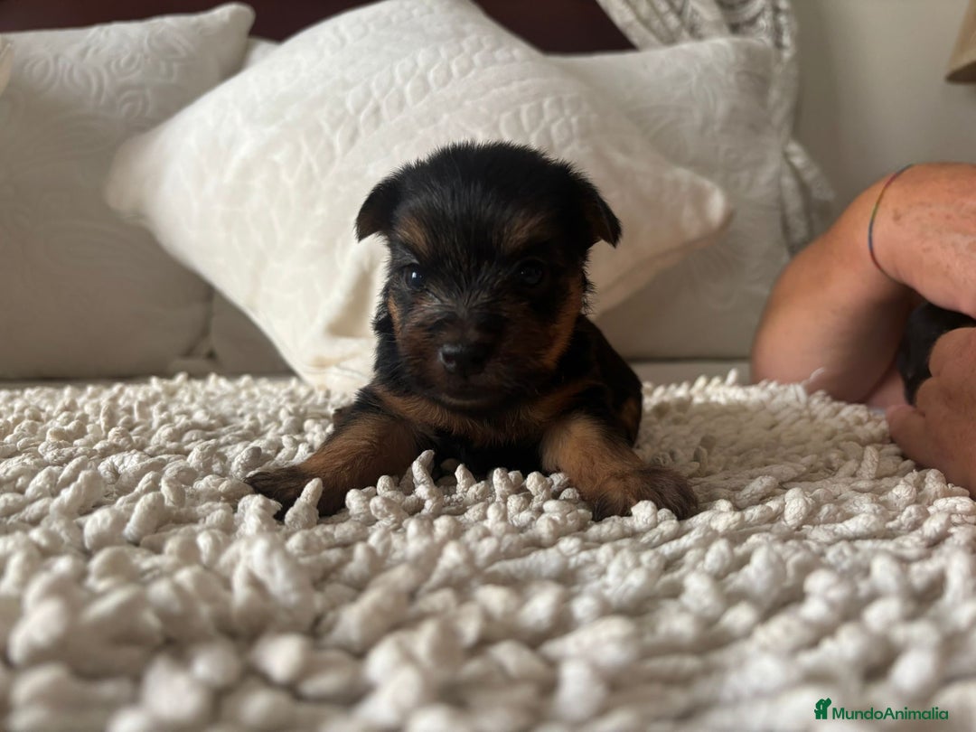 Yorkshire Terrier perros en venta: Yorkshire toy  - Imagen 6