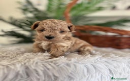 Caniche Toy perros en venta: CANICHE TOY MACHO - Imagen 15