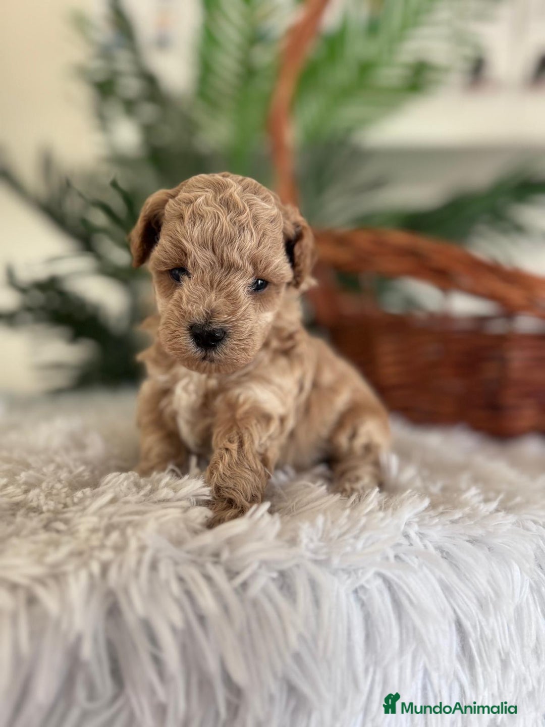 Caniche Toy perros en venta: CANICHE TOY MACHO - Imagen 15