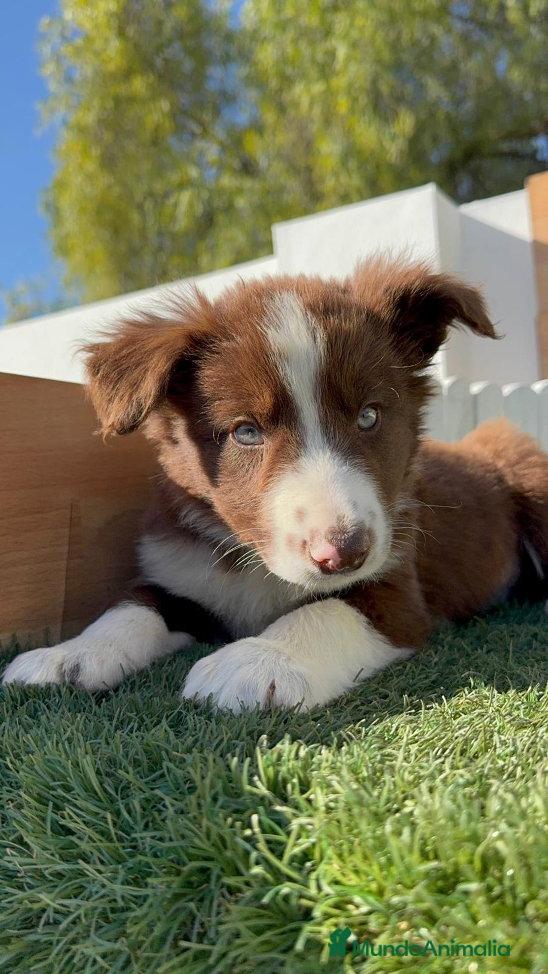 Border Collie perros en venta: BORDER COLLIE - Anuncio 11