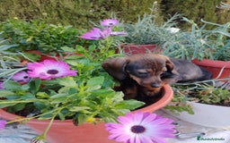Teckel perros en venta: Cachorra teckel miniatura pelo corto  - Imagen 3