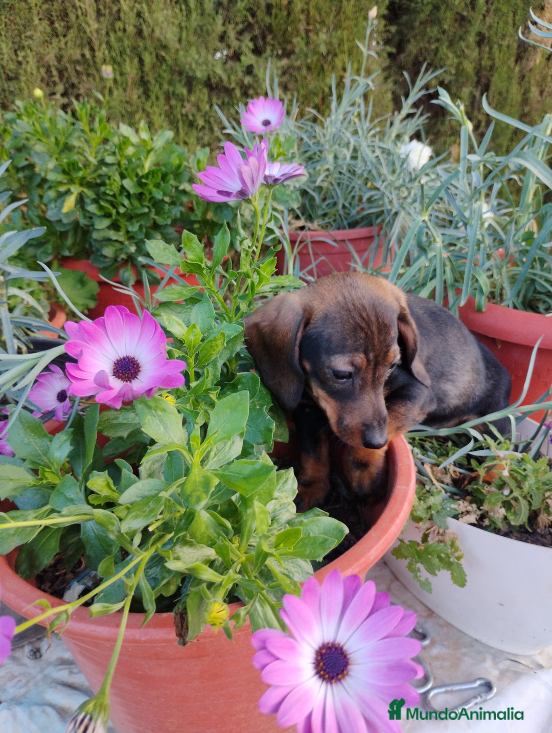 Teckel perros en venta: Cachorra teckel miniatura pelo corto  - Imagen 3