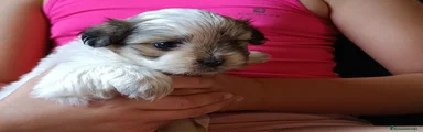 Malshi 1