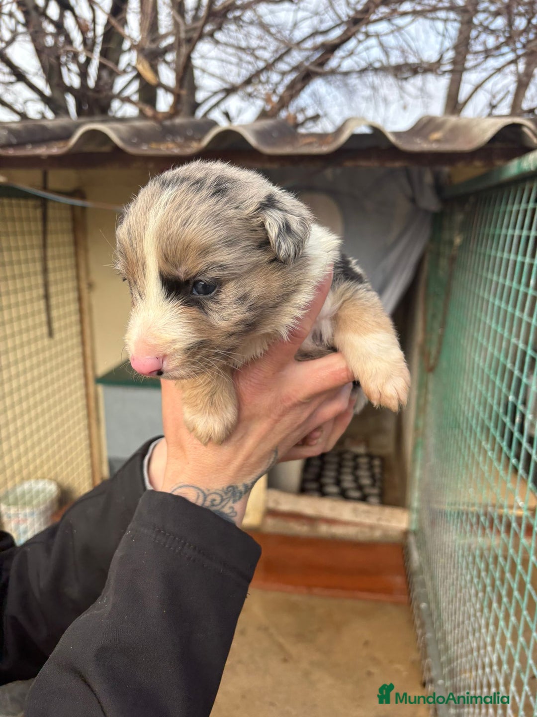 Border Collie perros en venta: Cachorro Macho Border Collie merle - Anuncio 7