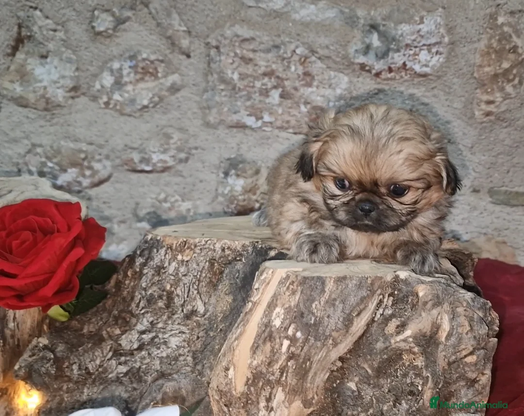 Pekinés perros en venta: Pekinés Imperial hembra - Anuncio 1