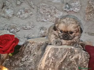 Pekinés perros Pekinés Imperial hembra - Anuncio 1