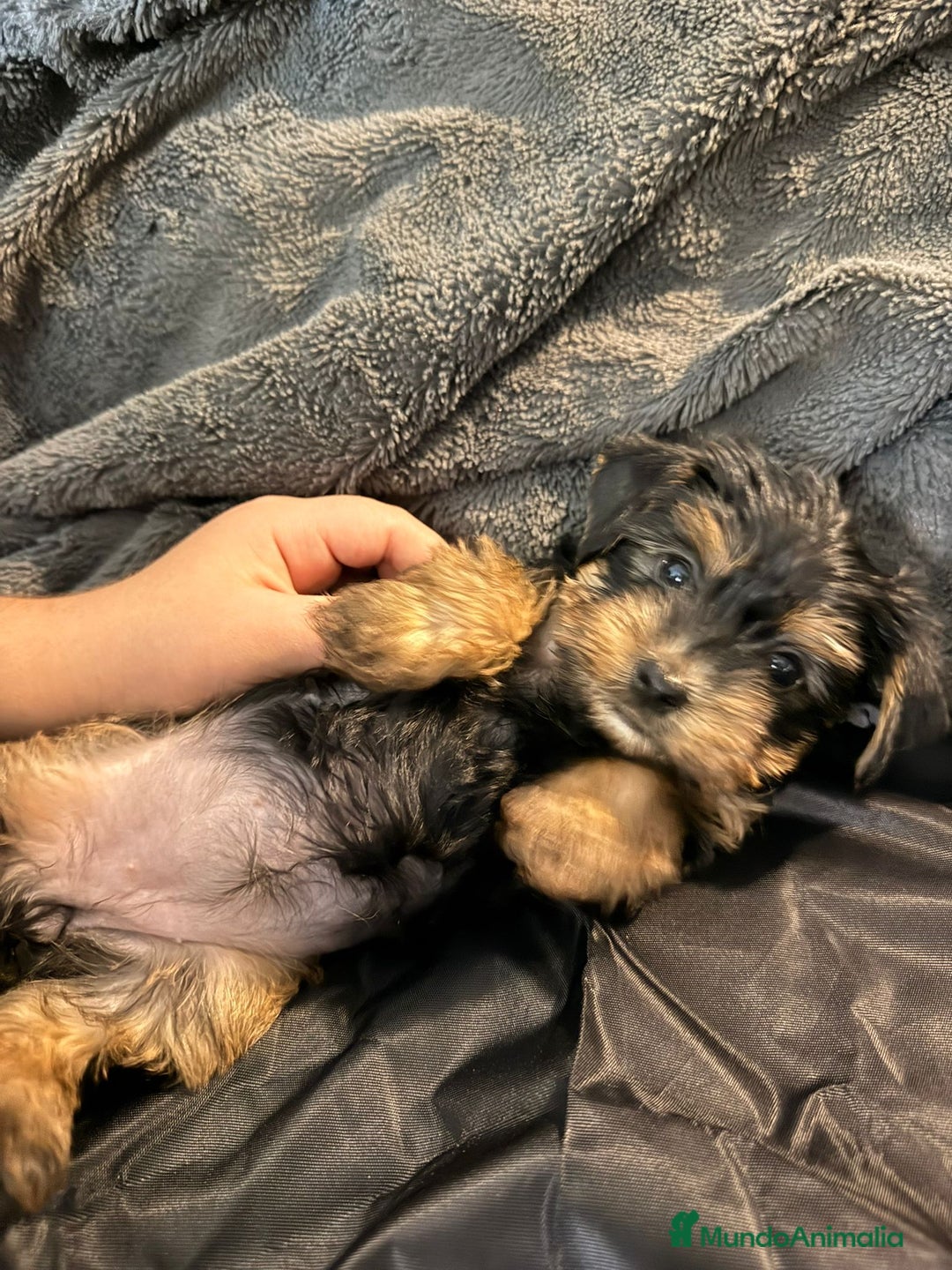 Yorkshire Terrier perros en venta: Yorkshire terrier  - Anuncio 4