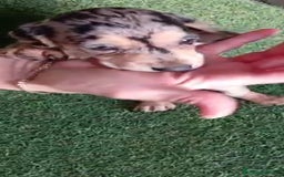 Teckel perros en venta: 🌟Tekel Arlequín y Negros fuego🌟 - Imagen 4