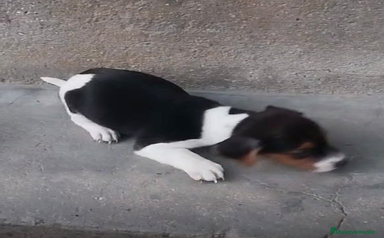 Jack Russell Terrier perros - Anuncio 4