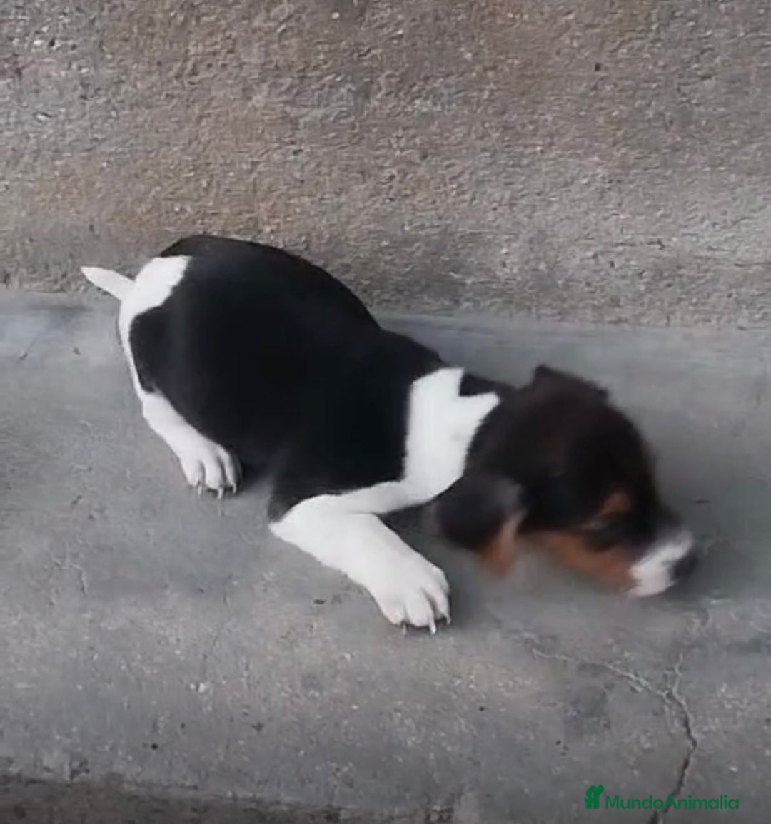 Jack Russell Terrier perros en venta: Jack Russell  - Imagen 1