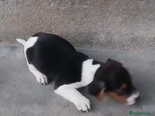 Jack Russell Terrier perros - Anuncio 11