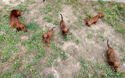 Teckel perros en venta: Teckel miniatura pelo fino - Imagen 8