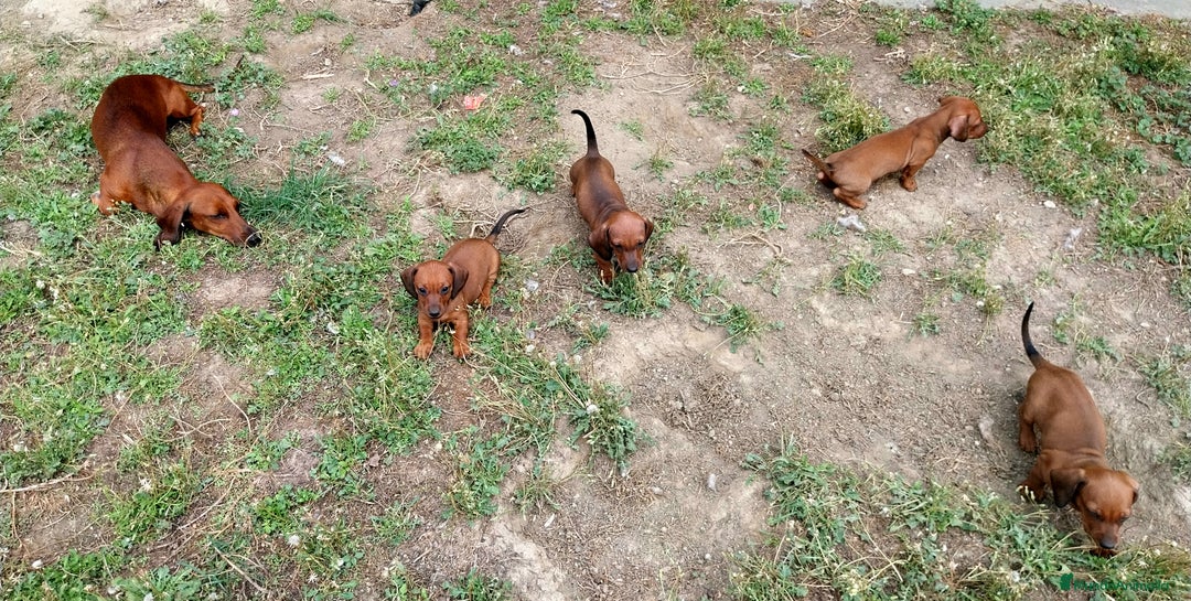 Teckel perros en venta: Teckel miniatura pelo fino - Imagen 8