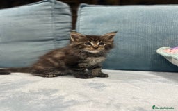 Maine Coon gatos en venta: Maine coon rey - diez - Imagen 12