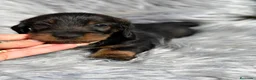 Teckel Miniatura perros en venta: TEKEL KANICHEN PELO DURO - Anuncio 8