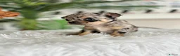 Chihuahua perros en venta: CHIHUAHUA MERLE - Anuncio 3