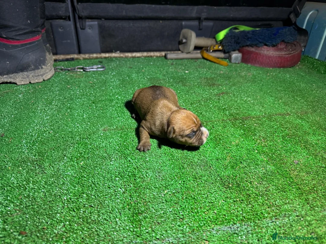 American Staffordshire-Terrier perros en venta: Tres Hembras American Staffordshire terrier  - Anuncio 5