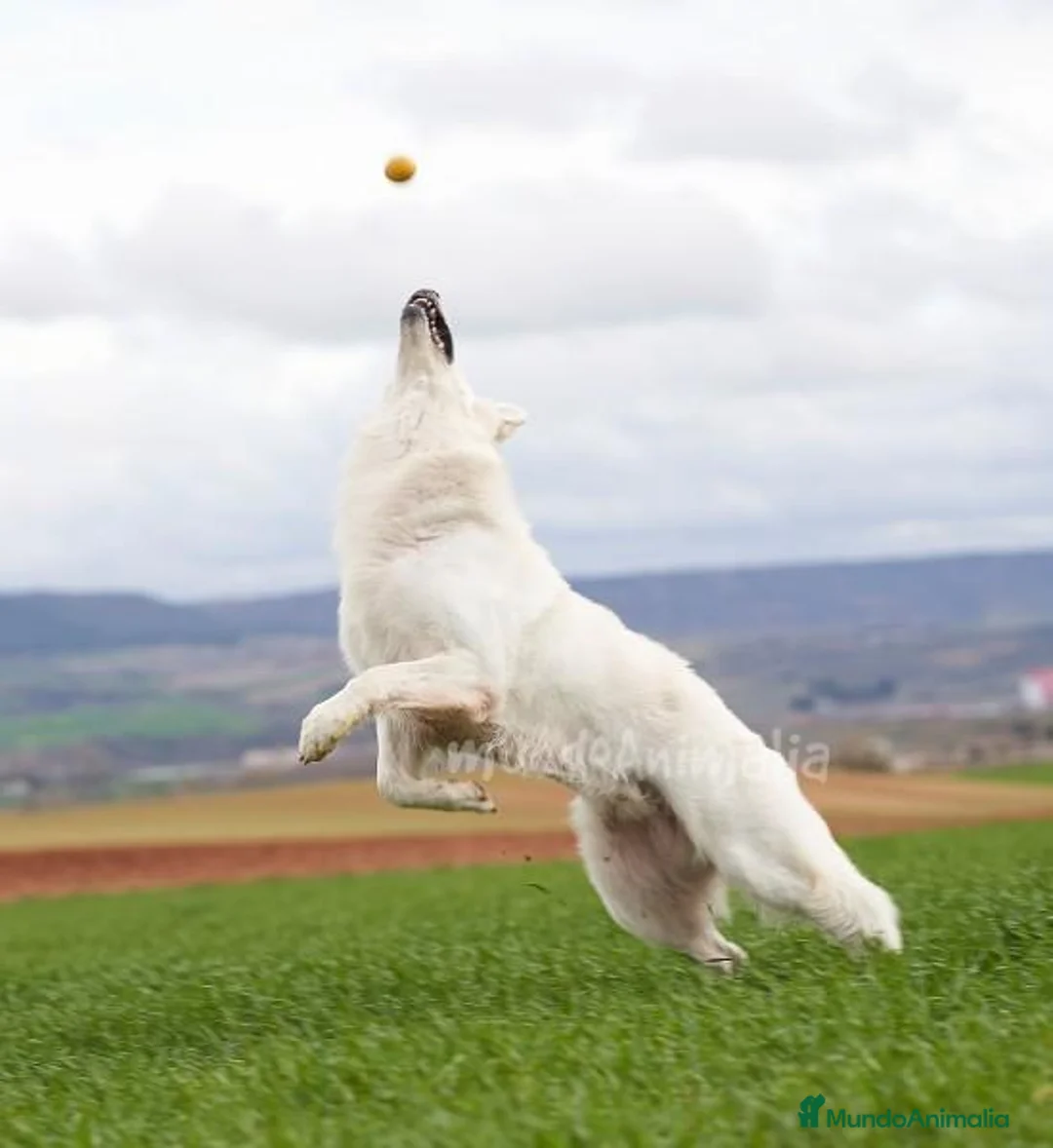 Imagen de galería {{count}}