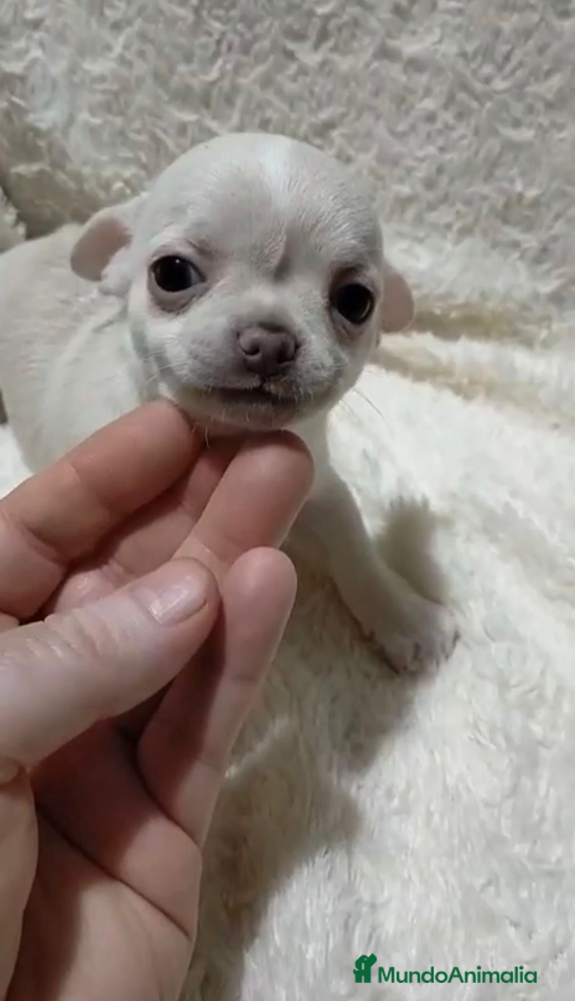 Chihuahua perros Impresionantes chihuahuas toy hembras - Anuncio 3