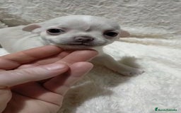 Chihuahua perros en venta: Impresionantes chihuahuas toy hembras - Anuncio 1