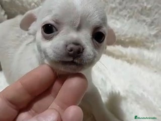 Chihuahua perros Impresionantes chihuahuas toy hembras - Anuncio 1