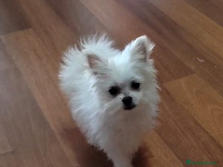 Otras razas perros en Segovia - Anuncio 2