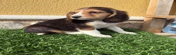 Beagle perros en venta: Preciosos cachorros de Beagle  - Anuncio 17