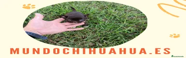 Chihuahua Cachorro 4