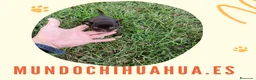 Chihuahua perros en venta: PRECIOSOS CHIHUAHUAS LINEA RUSA - Anuncio 5