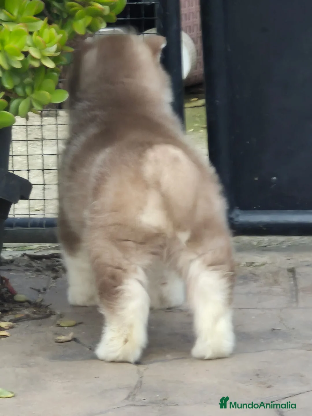 Husky Siberiano perros en venta: Impresionante Husky siberiano - Anuncio 3