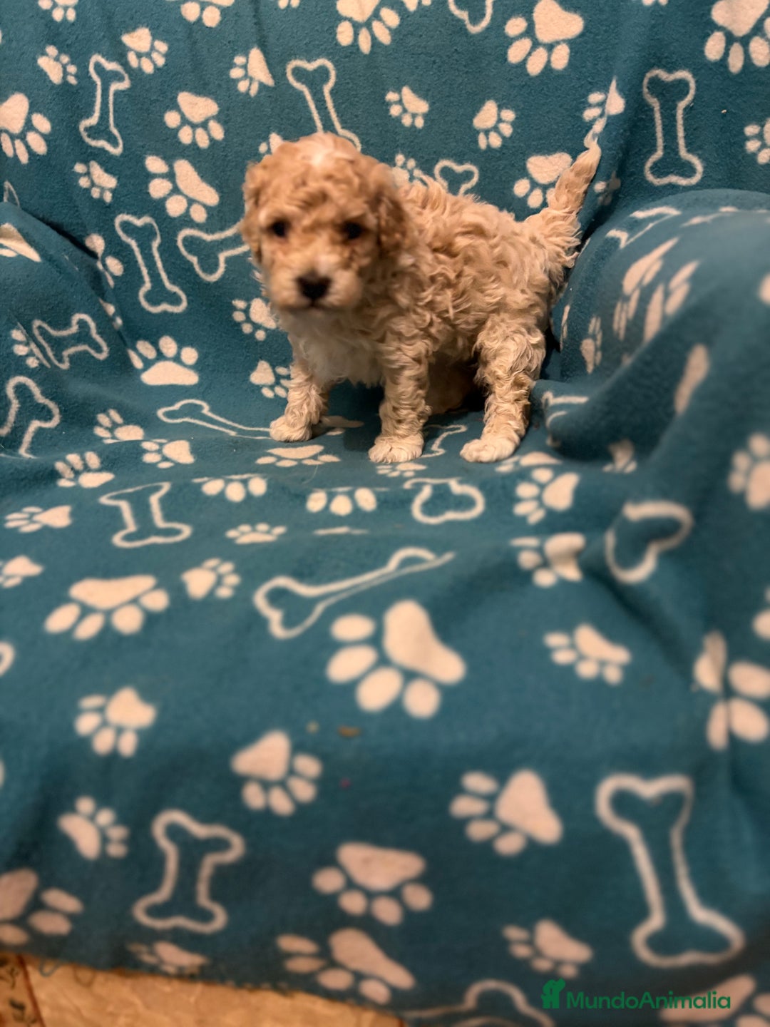 Maltipoo perros en venta: Maltipoo  - Anuncio 3