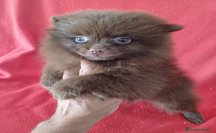 Pomerania perros - Anuncio 12