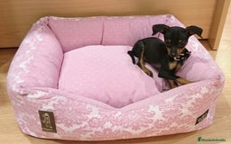 Ratón de Praga perros en venta: Ratón de Praga - Imagen 1