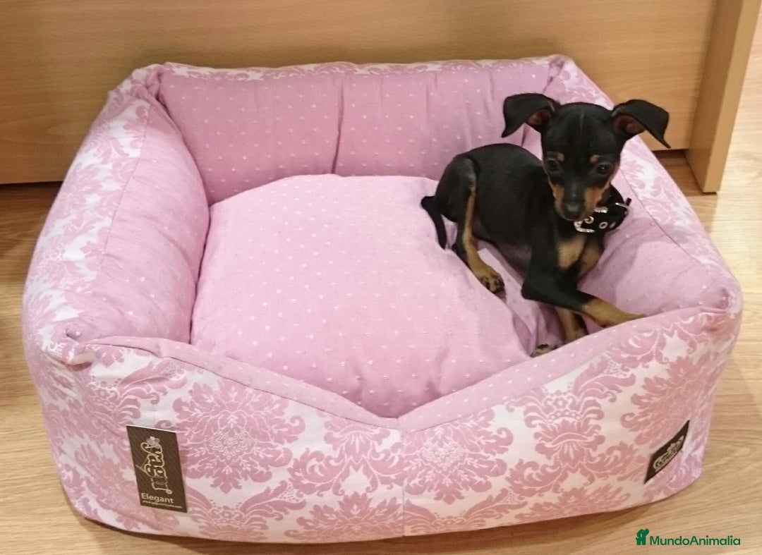 Ratón de Praga perros en venta: Ratón de Praga - Imagen 1
