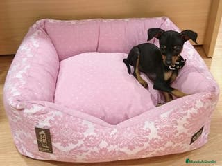 Ratón de Praga perros Ratón de Praga - Anuncio 2