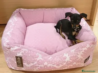 Ratón de Praga perros Ratón de Praga - Anuncio 7