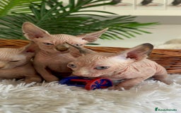 Sphynx gatos en venta: GATITAS SPHYNX - Anuncio 9