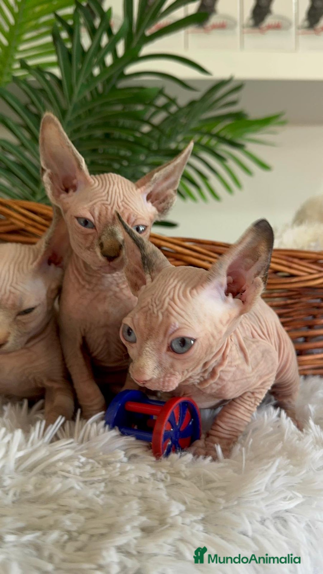 Sphynx gatos en venta: GATITAS SPHYNX - Anuncio 9