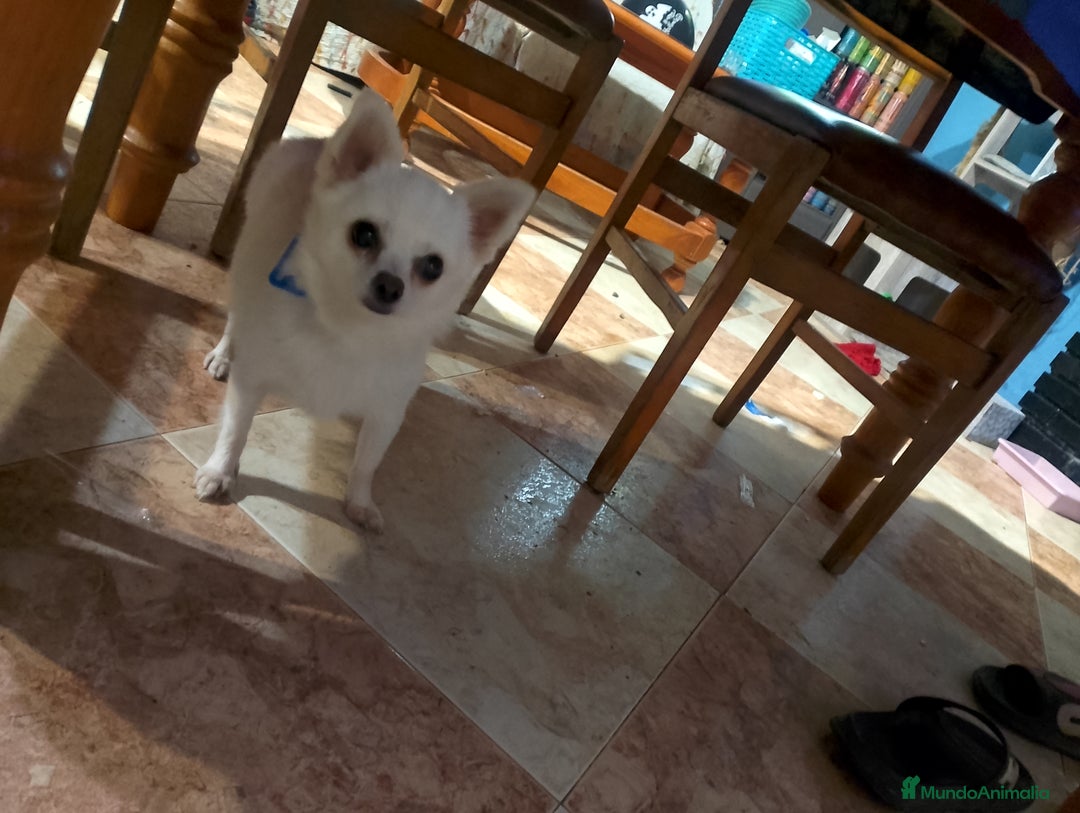 Chihuahua perros en venta: Chihuahua pelo largo y semilargo  - Anuncio 2