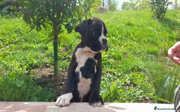 Boxer perros en venta: BOXER ATIGRADO  - Imagen 2