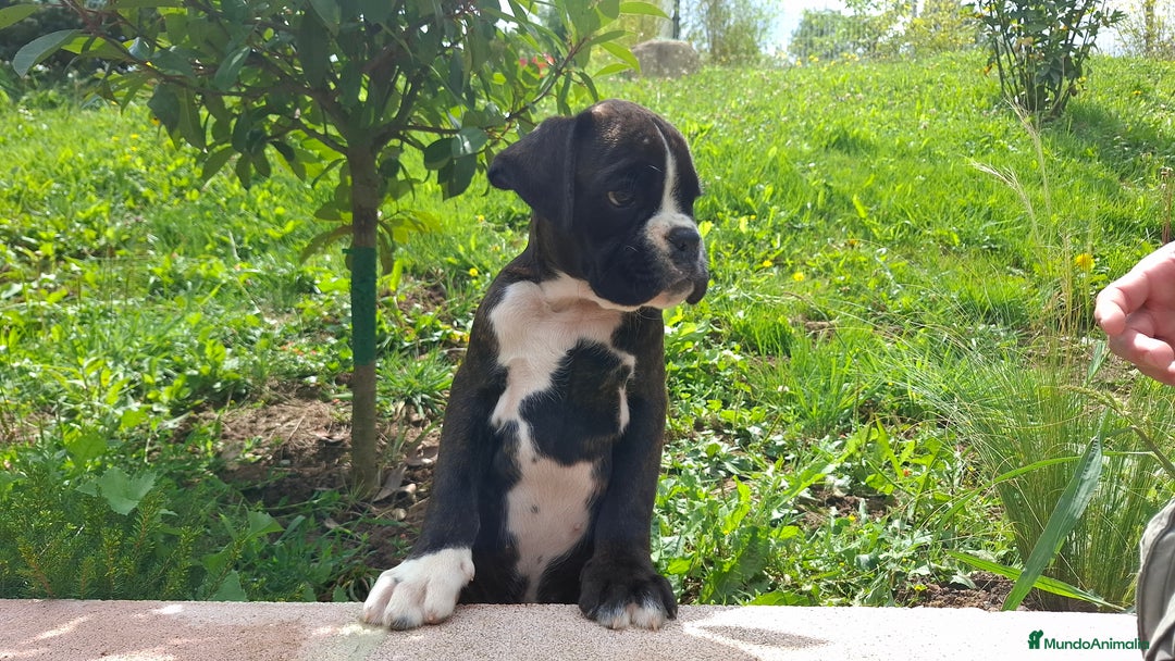 Boxer perros en venta: BOXER ATIGRADO  - Imagen 2