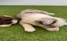 Border Collie perros en venta: BORDER COLLIE MERLE MACHO - Imagen 18