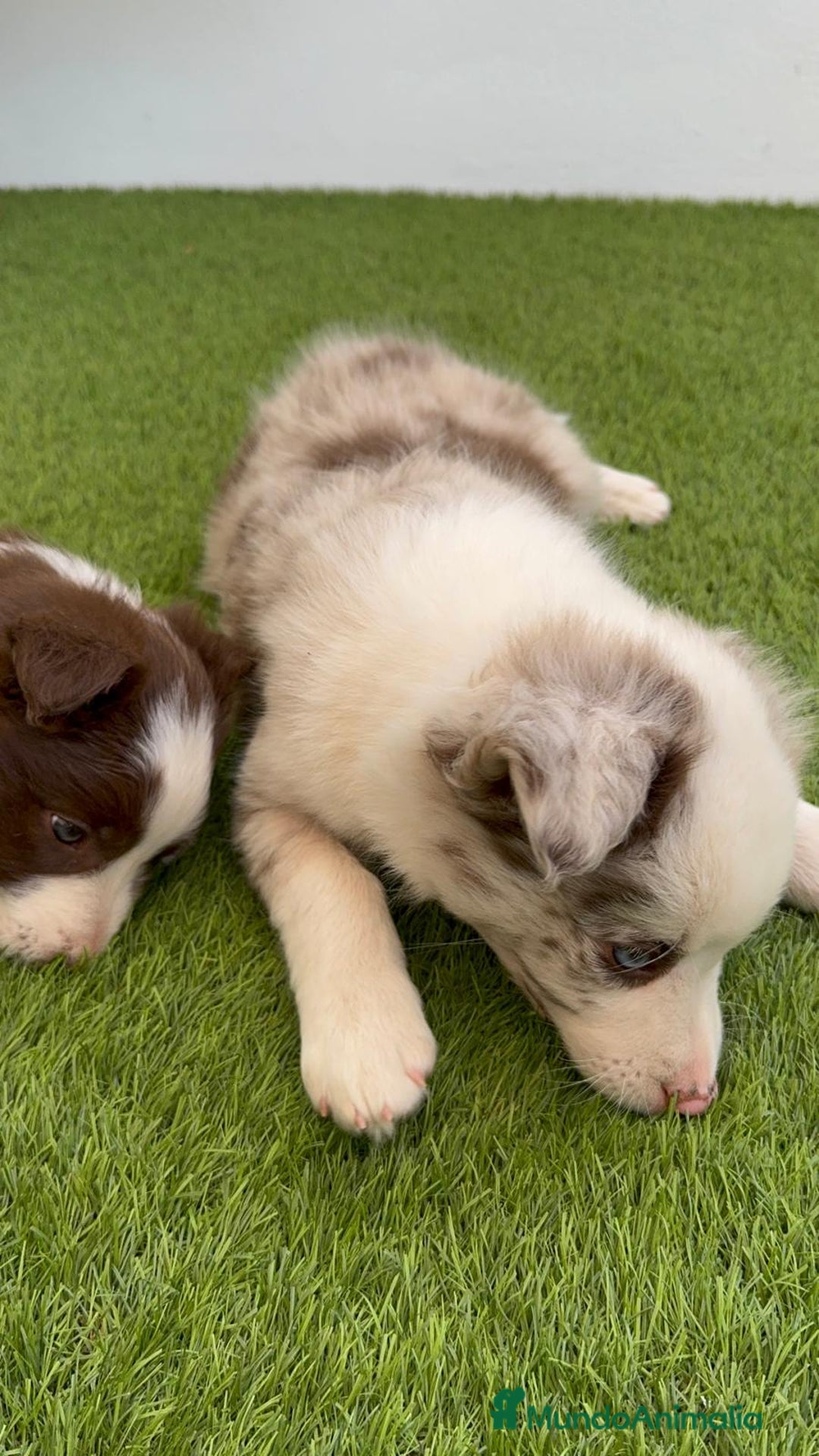 Border Collie perros en venta: BORDER COLLIE MERLE MACHO - Imagen 18