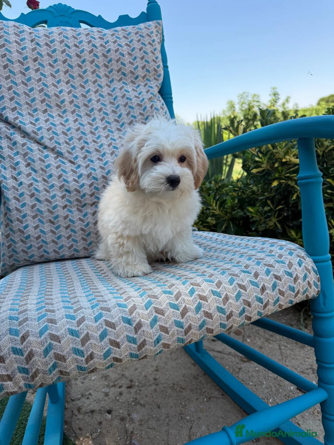 Maltipoo perros en venta: Maltipoo con todas las vacunas !!! - Anuncio 2