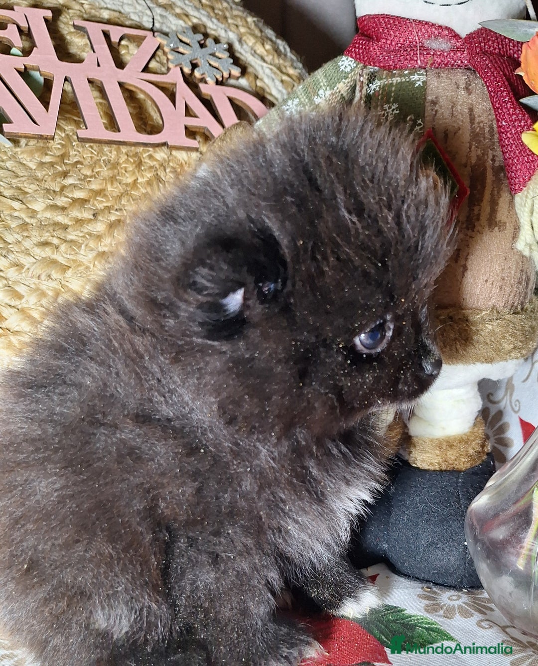 Pomerania perros en venta: POMERANIA  - Anuncio 7