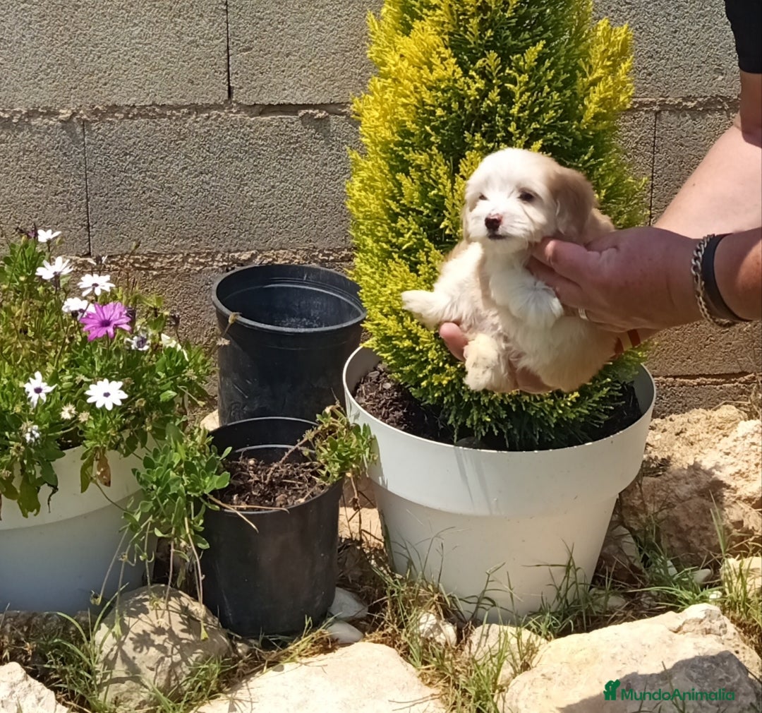 Perro Crestado Chino perros en venta: Preciosos cachorritos de raza mini - Anuncio 1