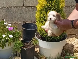 Perro Crestado Chino perros Preciosos cachorritos de raza mini - Anuncio 1